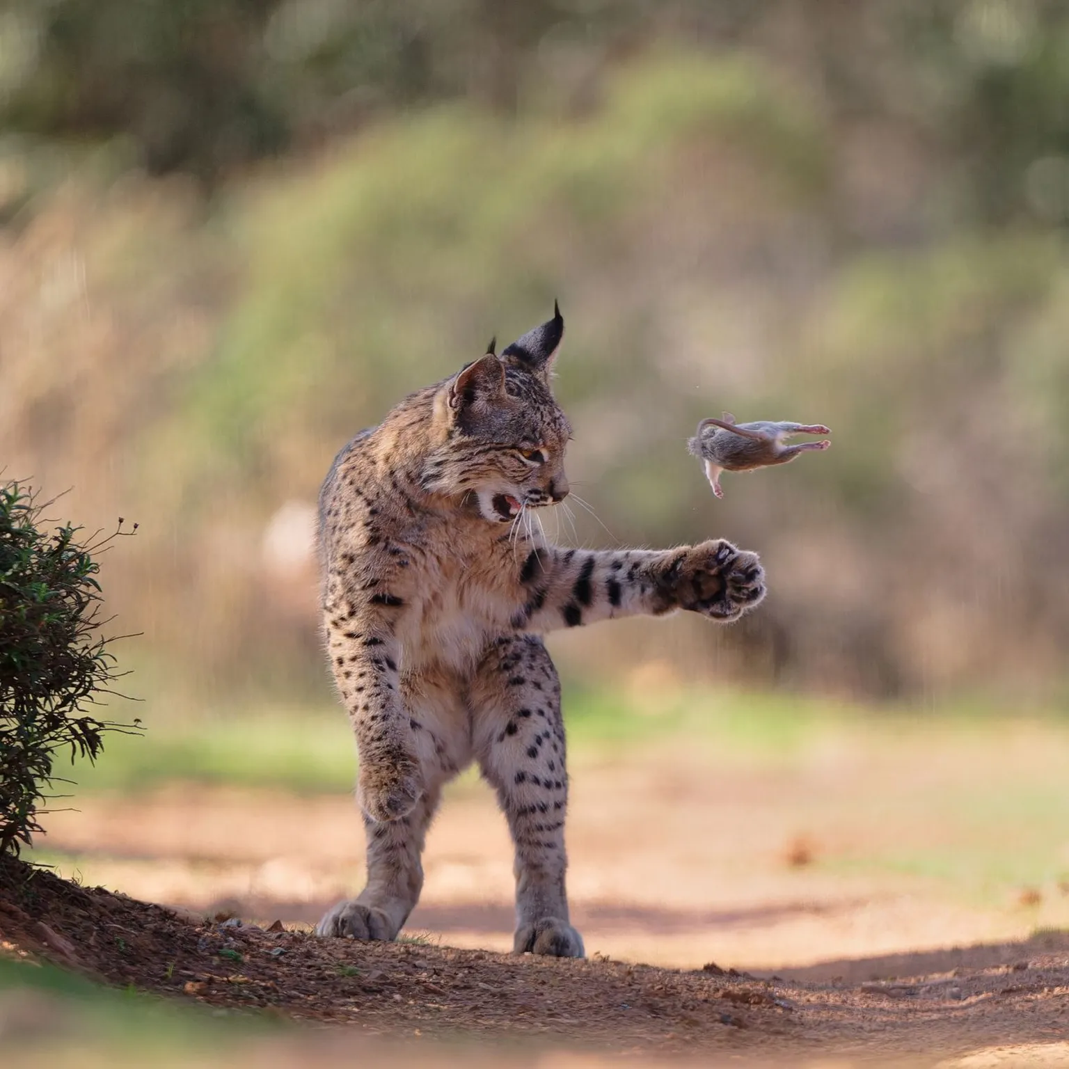 Rare Lynx Photo Captures Wild Beauty and Conservation Success