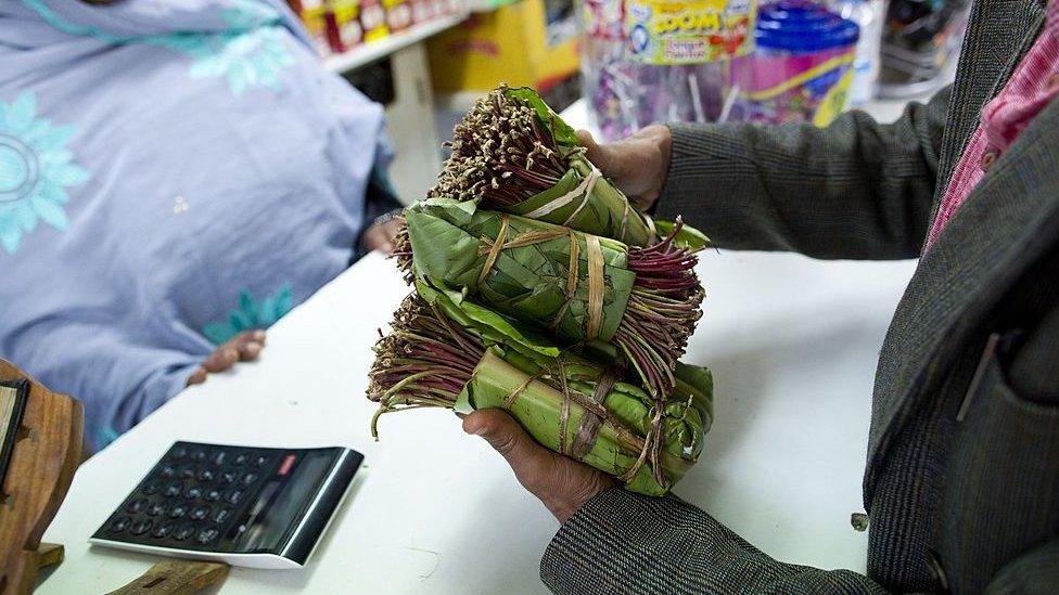 Khat: The Leaf of Euphoria, Culture and Hidden Health Risks